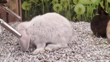 Beyaz sevimli küçük tavşan oturuyor ve arka planda küçük taşlarla oynuyor.