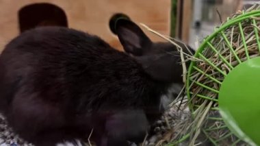 Kara tavşan hayvanat bahçesi dükkanında saman yiyor.