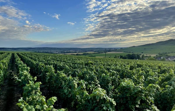 Vignobles Dans Région Champagne Près Reims France Été — Photo