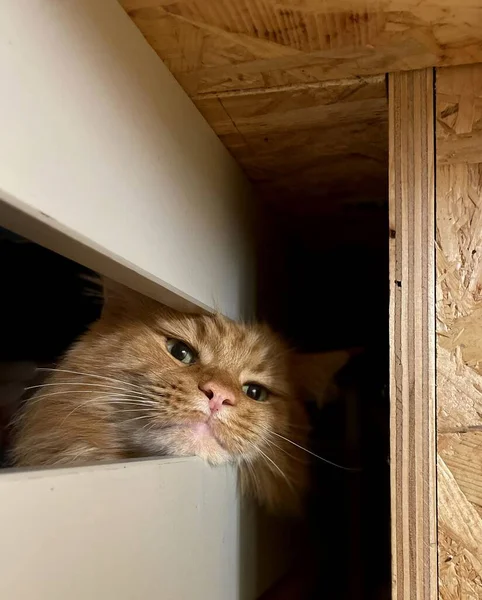 고양이는 암스테르담 대가장자리를 들여다보고 — 스톡 사진