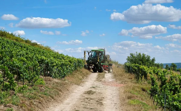 Виноградники Регионе Шампанского Близ Реймса Франции Летом — стоковое фото