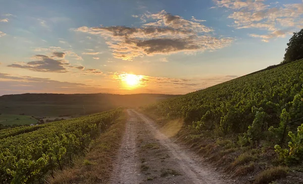 stock image vineyards in the champagne region near Reims in France in the summer