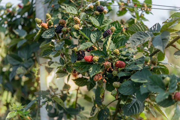 Ekologické Čerstvé Ostružiny Ovoce Rostoucí Zelené Zahradě — Stock fotografie