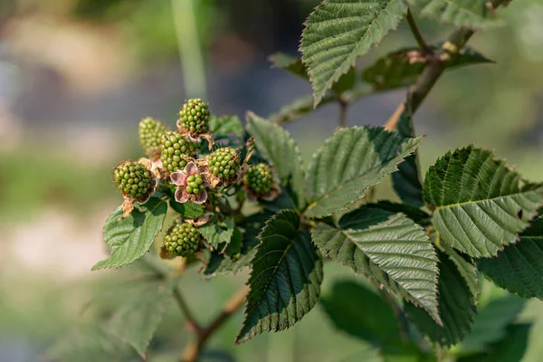 Organic Fresh Blackberries Fruit Growing Green Garden — стоковое фото