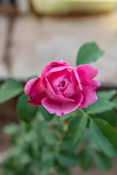 Primer Plano Hermosa Flor Rosa Fresca Jardín Verde —  Fotos de Stock