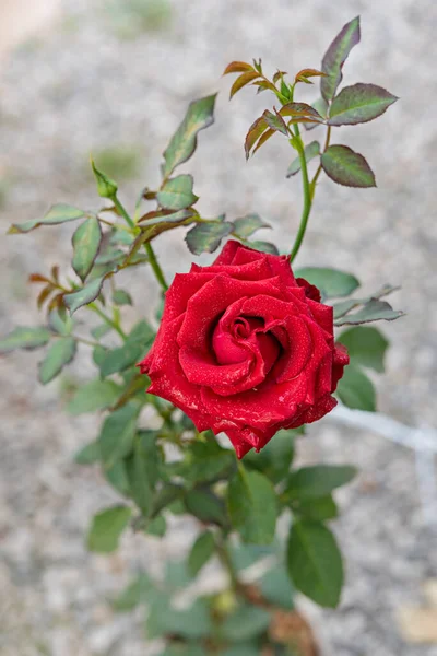 在青翠的花园中 密闭着美丽的鲜红玫瑰 — 图库照片