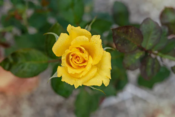 在绿色的花园中 紧贴美丽的淡黄色玫瑰花朵 — 图库照片