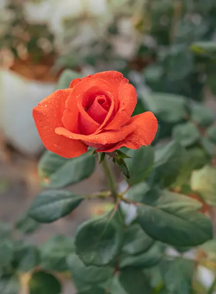 Κοντινό Πλάνο Του Όμορφου Κόκκινου Τριαντάφυλλου Στον Καταπράσινο Κήπο — Φωτογραφία Αρχείου