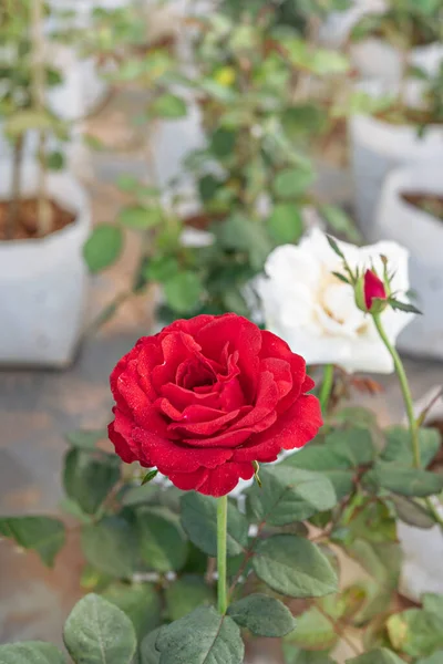 Zbliżenie Piękny Kwiat Czerwonej Róży Zielonym Ogrodzie — Zdjęcie stockowe