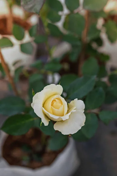 Zbliżenie Piękny Żółty Kwiat Róży Zielonym Ogrodzie — Zdjęcie stockowe