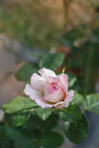 在青翠的花园中 紧贴美丽的鲜红玫瑰花朵 — 图库照片