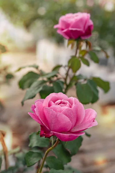 Zblízka Krásné Čerstvé Růžové Růže Květiny Zelené Zahradě — Stock fotografie