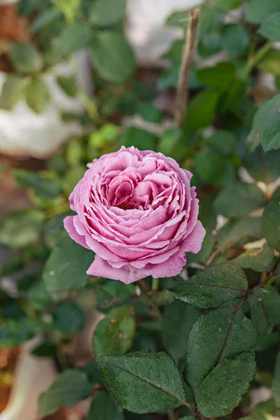 Zbliżenie Piękne Świeże Różowe Kwiat Róży Zielonym Ogrodzie — Zdjęcie stockowe