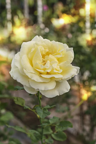在绿色的花园中 紧贴美丽的淡黄色玫瑰花朵 — 图库照片