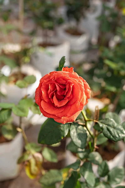 Zbliżenie Piękny Kwiat Czerwonej Róży Zielonym Ogrodzie — Zdjęcie stockowe