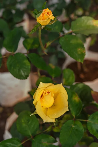 Κοντινό Πλάνο Του Όμορφου Φρέσκου Κίτρινου Τριαντάφυλλου Στον Καταπράσινο Κήπο — Φωτογραφία Αρχείου