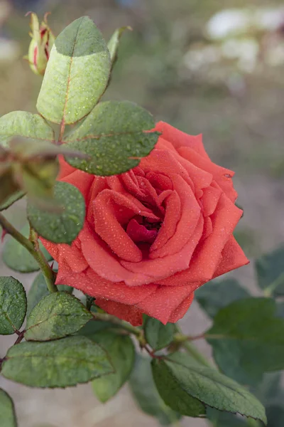 Närbild Vackra Färska Röda Ros Blomma Grön Trädgård — Stockfoto