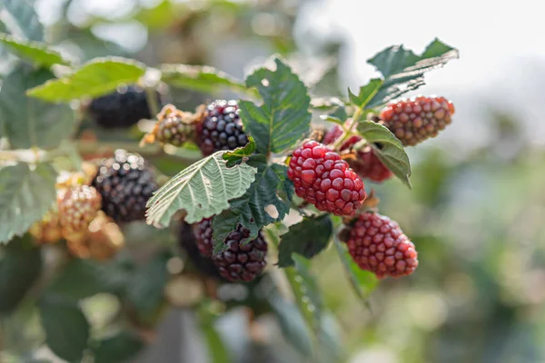Organic Fresh Blackberries Fruit Growing Green Garden — ストック写真