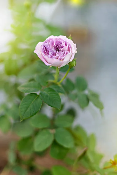 Close Beautiful Fresh Rose Flower Green Garden — Stock Photo, Image