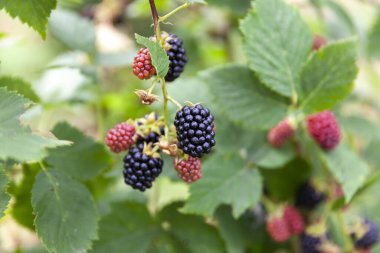 Meyve bahçesindeki olgun böğürtlenleri kapatın..