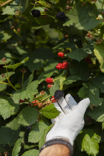 Close up group of ripe blackberries in orchard.