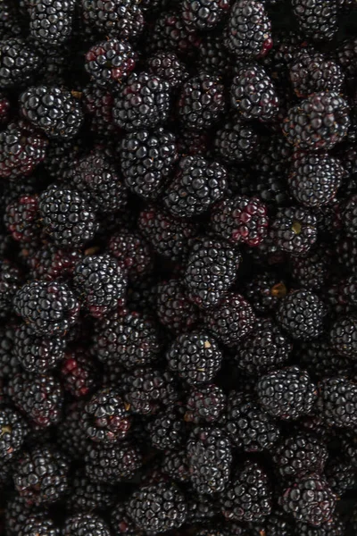 果园里的一组成熟的黑莓 图库照片