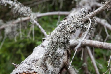 Ormandaki devrilmiş bir ağaçta gümüş liken. Yaklaş.