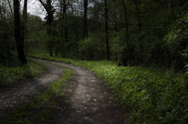 Eski orman yolu, bahar zamanı.