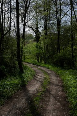 Eski orman yolu, bahar zamanı.