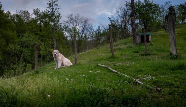 Kırsaldaki Sibirya çobanı mülkü koruyor, güçlü bir koruyucu.