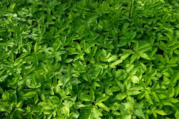 Isırgan otları ve diğer yeşil otlar, yakın çekim, üst ekran.