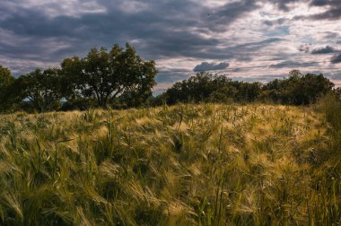 Yeşil buğday tarlası, kapat