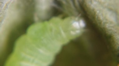 Sprawler Moth Caterpillar, Asteroscopus sfenks, Pupa Geçiş Evresi için ipekten bir kakun yapıyor. Yüksek kaliteli FullHD görüntüler