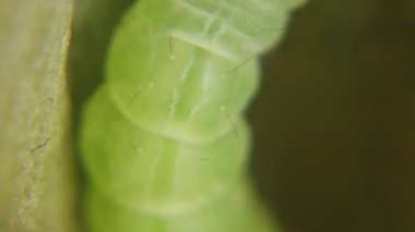 Sprawler Moth Caterpillar, Asteroscopus sfenks, Pupa Geçiş Evresi için ipekten bir kakun yapıyor. Yüksek kaliteli FullHD görüntüler