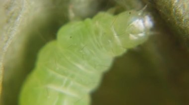 Sprawler Moth Caterpillar, Asteroscopus sfenks, Pupa Geçiş Evresi için ipekten bir kakun yapıyor. Yüksek kaliteli FullHD görüntüler