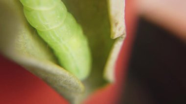 Sprawler Moth Caterpillar, Asteroscopus sfenks, Pupa Geçiş Evresi için ipekten bir kakun yapıyor. Yüksek kaliteli FullHD görüntüler