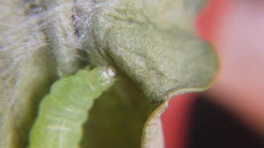 Sprawler Moth Caterpillar, Asteroscopus sfenks, Pupa Geçiş Evresi için ipekten bir kakun yapıyor. Yüksek kaliteli FullHD görüntüler