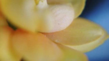 Kapalı alanlarda küçük güller açıyor. Makro atış. Yüksek kaliteli FullHD görüntüler