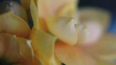 Kapalı alanlarda küçük güller açıyor. Makro atış. Yüksek kaliteli FullHD görüntüler