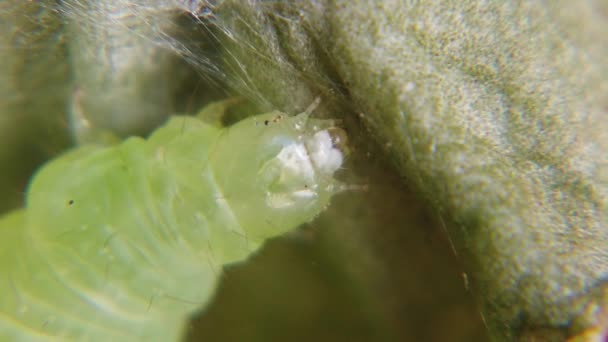 Sprawler Moth Caterpillar Asteroscopus Sphinx Making Coccoon Silk Pupa Transition — Vídeo de stock