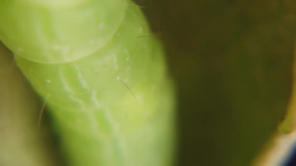 Sprawler Moth Caterpillar Asteroscopus Σφίγγα Κάνοντας Ένα Κόκκορα Από Μετάξι — Αρχείο Βίντεο