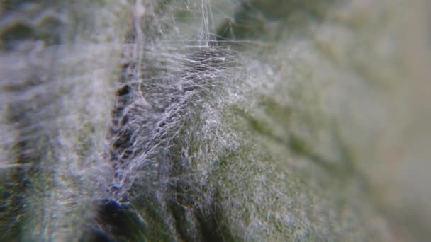 Falena Spruzzatore Caterpillar Asteroscopus Sfinge Facendo Coccodrillo Seta Pupa Fase — Video Stock