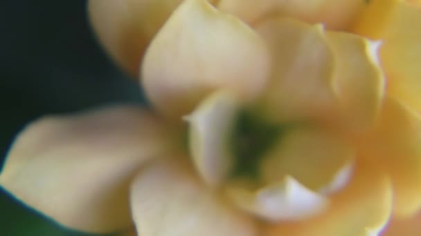 黄色の屋内ミニバラが咲きました マクロショット 高品質のフルHd映像 — ストック動画