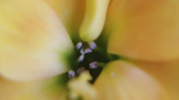 Żółty Wewnątrz Mini Róża Kwitnie Makro Strzał Wysokiej Jakości Materiał — Wideo stockowe