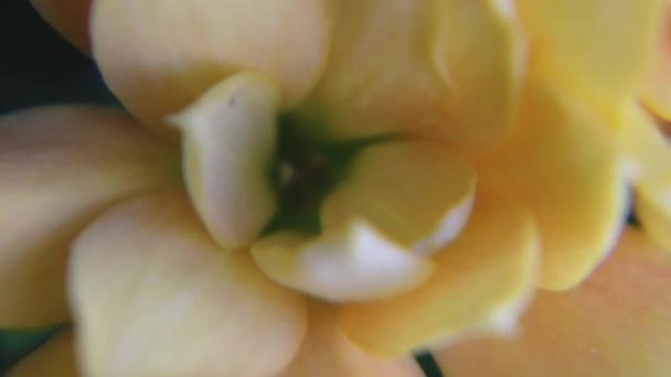 Amarillo Interior Mini Rosa Floreciendo Macro Disparó Imágenes Fullhd Alta — Vídeos de Stock