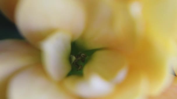 Yellow Indoors Mini Rose Blooming Macro Shot High Quality Fullhd — Stock Video