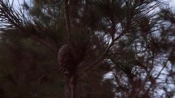 長い針と松のコーンと松の木の枝 パララックススローモーションの詳細ショット 高品質のフルHd映像 — ストック動画