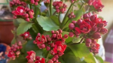 Balkonda küçük kırmızı güller. Sevgililer günü hediyesi. Romantizm. Çiçek. Yakın çekim. Yüksek kaliteli FullHD görüntüler