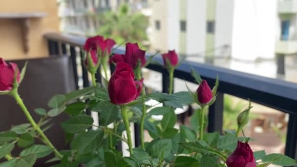 Mini Czerwone Róże Balkonie Walentynki Gif Romantyzm Roślina Blisko Strzału — Wideo stockowe