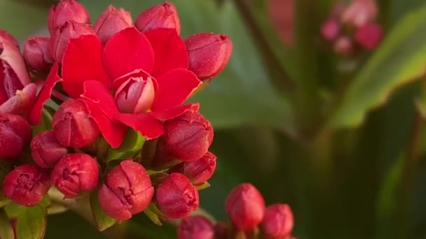 Bloom Rød Mini Roseblomst Husholdningsanlegg Opptak Høy Kvalitet – stockvideo